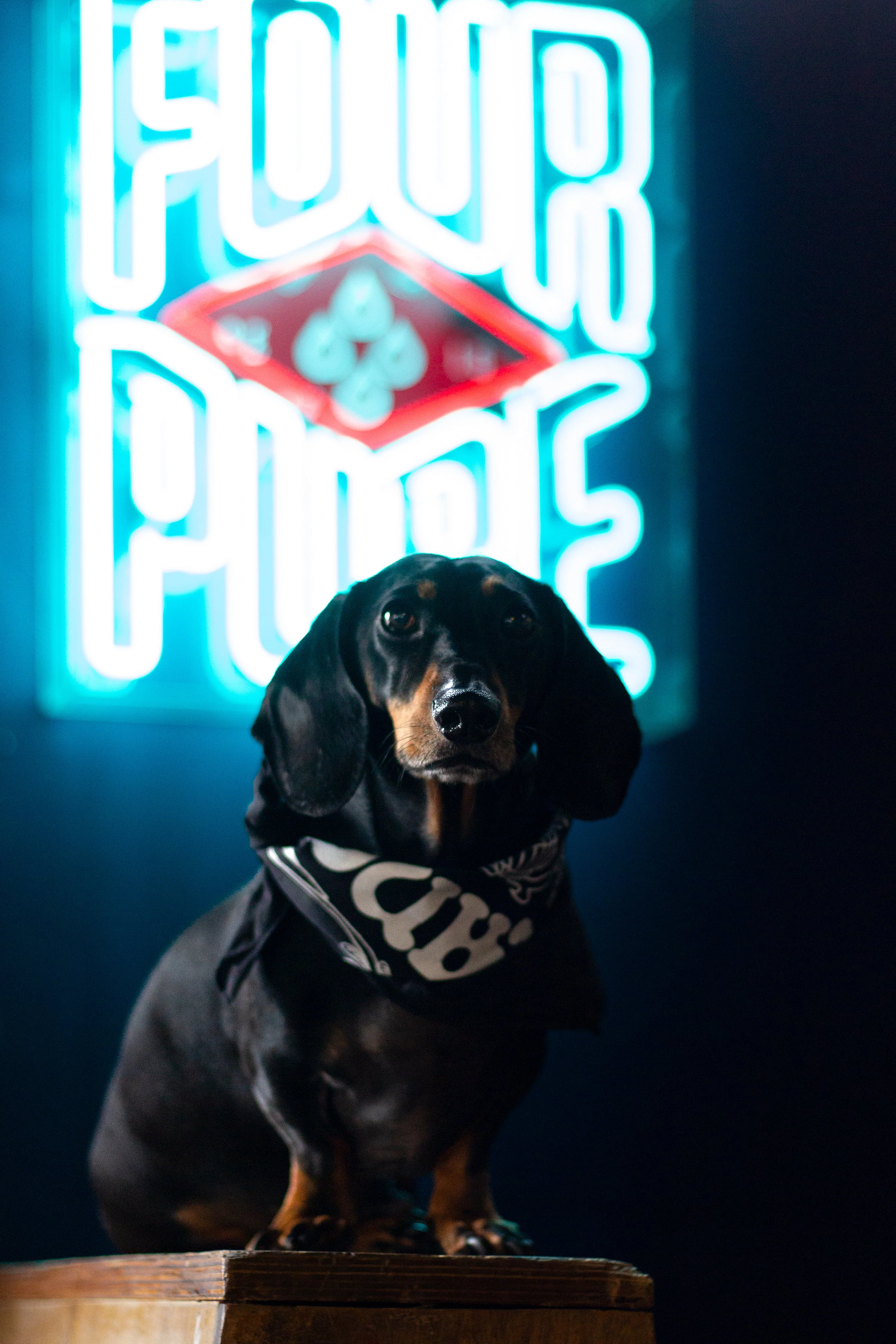 Bandana - Image 4